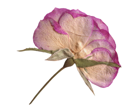 Botanical Pressed Pink Rose clipart. Dried Flowers elements for Scrapbooking, Collage, craft, wedding, and nature designs. Romantic vintage floral collection