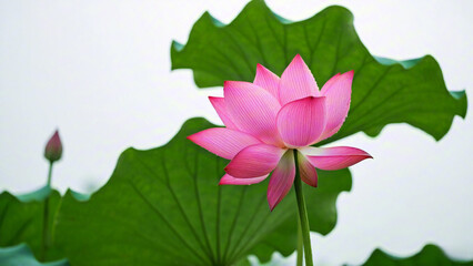 pink lotus flower in blue sky