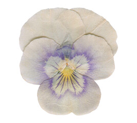 Isolated Pressed and Dried Pansy flower, Viola tricolor, viola arvensis, heartsease, violet....