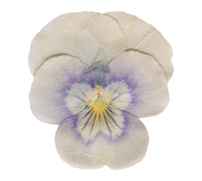 Isolated Pressed and Dried Pansy flower, Viola tricolor, viola arvensis, heartsease, violet. Vintage Aesthetic scrapbooking Dry plants