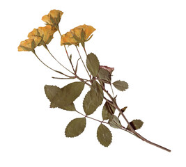Vintage Pressed Rose Stem clipart. Yellow Dried Flowers elements for Scrapbooking, Collage, craft,...
