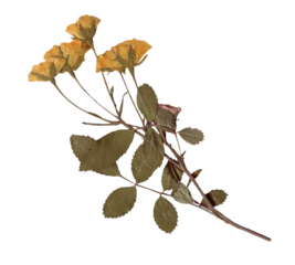 Vintage Pressed Rose Stem clipart. Yellow Dried Flowers elements for Scrapbooking, Collage, craft, wedding, and nature designs. Romantic floral collection