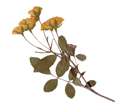 Vintage Pressed Rose Stem clipart. Yellow Dried Flowers elements for Scrapbooking, Collage, craft, wedding, and nature designs. Romantic floral collection