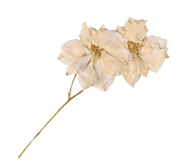 White Dried Delphinium Flowers Botanical Clipart. Pressed Floral Element for Scrapbooking and...