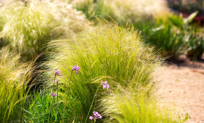 Mexican feather grass in modern garden, gardening, landscaping, design. Stipa tenuissima Pony Tails, Nassella, garden design, close up.