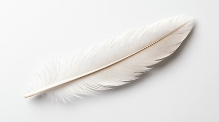 High-resolution image of a single white feather with delicate barbs, perfectly centered on an absolutely white background.