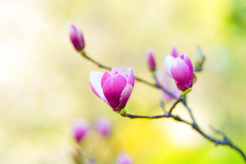 Obraz premium Delicate Pink Magnolia Blossoms Against a Soft Green Background