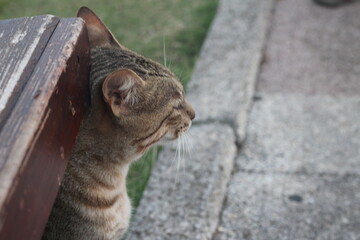 gato tigrado doméstico andando em calçada 