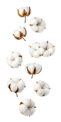 Falling cotton flower isolated on transparent background