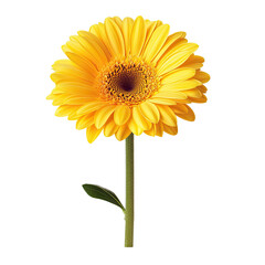 Fototapeta premium Vibrant yellow gerbera daisy, centered on a dark background, with detailed petals and a dark center. A single stem and small leaf are visible