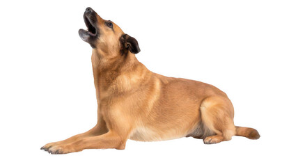 Realistic Dog Performing Sit Command Isolated on White Transparent Background