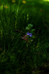 green grass and flowers