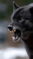 Black wolf snarling, menacing profile