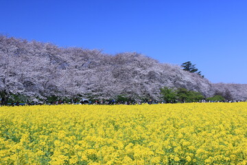 幸手権現堂の桜と菜の花