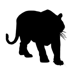 Obraz premium a silhouette of a tiger