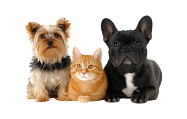 Cute cats and dogs sitting together. A French Bulldog with a black coat is on the left side of the screen, while an orange cat is in the middle of the picture.