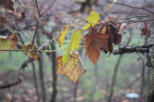 parreiral no outono. foto tirada em bento gon&ccedil;alves, rio grande do sul 
