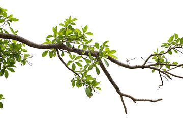 Fototapeta premium tree branch isolated on white background PNG