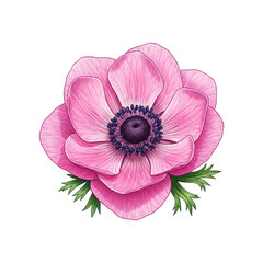 Fototapeta premium Anemone Flower Drawing PNG – Isolated Botanical Illustration on Transparent Background