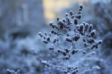 paisagem de amanhecer com geada na serra gaúcha. foto tirada no roteiro caminhos de pedra, bento gonçalves, rio grande do sul 