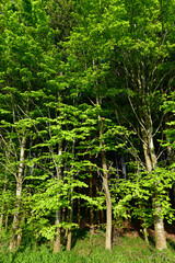 Close-up of tall deciduous trees standing in a forest. The trees have green leaves.