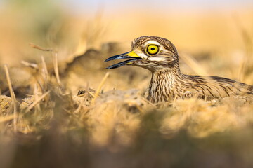 Close-up view of bird in the nature.