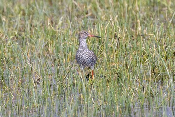 Redshank (Tringa totanus) in Parc Natural dels Aiguamolls de l'Empordà, Catalonia, Costa Brava, Spain