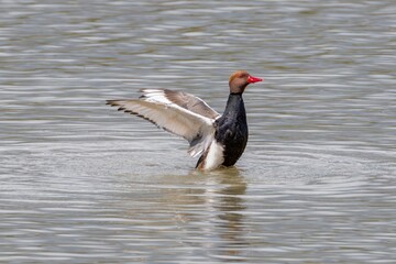Red-crested pochard - male bird at a small pond in spring. Parc Natural dels Aiguamolls de l'Empordà, Catalonia, Spain