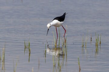 Close-up of black winged stilt perching in lake, Parc Natural dels Aiguamolls de l'Empordà, Catalonia, Spain