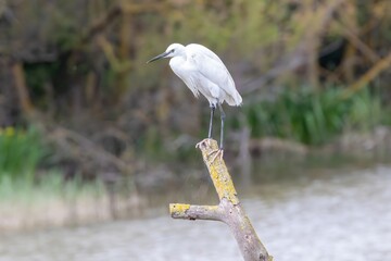 Little egret (Egretta garzetta) stands, Parc Natural dels Aiguamolls de l'Empordà, Catalonia, Spain