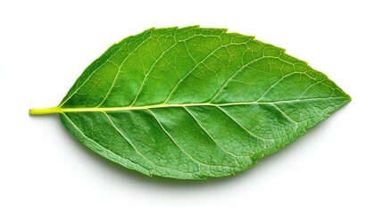 Obraz premium Ultra-detailed macro of a single mint leaf with visible veins, hyper-detailed clarity on an absolutely white background.