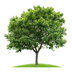 Obraz premium Lush Green Tree on Grassy Field, Perfect for Nature Backgrounds