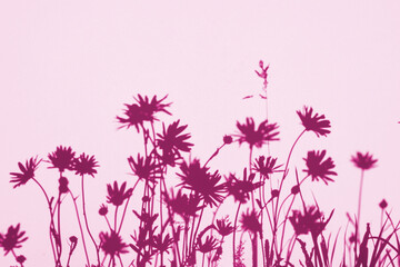 Delicate botanical silhouettes projected on gradient background. Great for nature, relaxation and...