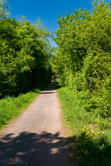 road in the forest