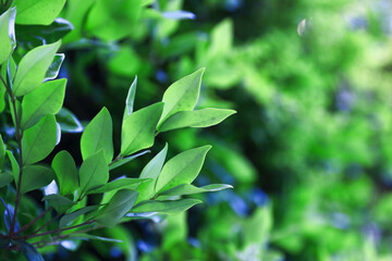 Obraz premium green leaves in the forest