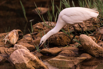 White Heron Standing Gracefully by Calm River in Verdant Setting