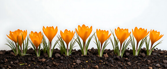 Bright Orange Crocus Flowers Blooming in Soil – Vibrant Spring Floral Scene