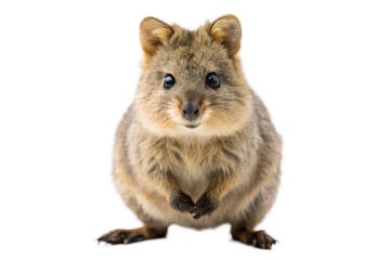 Quokka Isolated on Transparent Background, PNG file