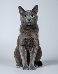 Minimalist Russian Blue Studio Portrait