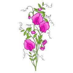 Colorful Illustration of Blooming Sweet Pea