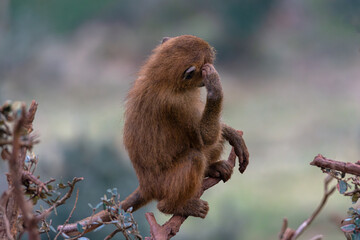 Thoughtful baboon scratching its head