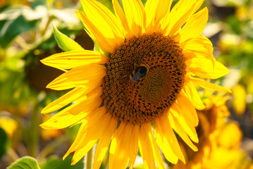 Obraz premium Vibrant yellow sunflower with a bumblebee collecting nectar in a lush garden setting under bright daylight displaying natural beauty
