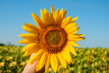 Fototapeta premium Vibrant yellow sunflower held against a clear blue sky by a feminine hand in a sunny field capturing the essence of nature's beauty