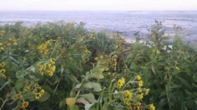 Seaside groundsel meadow on the shore of the Sea of Japan on a wet autumn day with wind