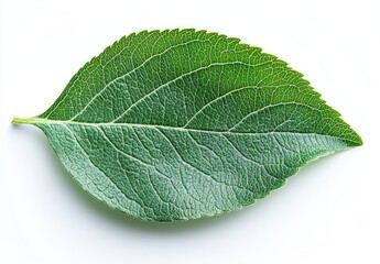 Fresh Green Leaf with Veins on White Background, Perfect for Nature Themes and Eco-Friendly Concepts in Design