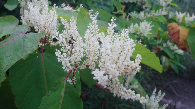 Forests of herbaceous plants. Sakhalin knotweed (Reynoutria sachalinГ&copy;nsis) on slopes of seaside hills. Height of grass is about 3 meters. Russian name is giant buckwheat. Blooming specimen