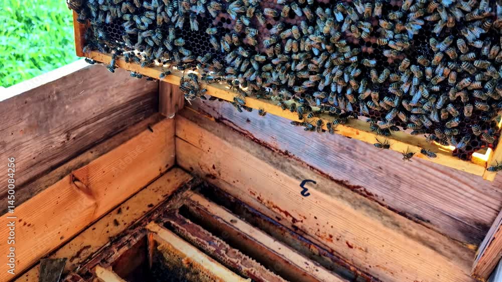 Poster beekeeping activity in cesis, latvia showing bees on a hive frame in a natural setting