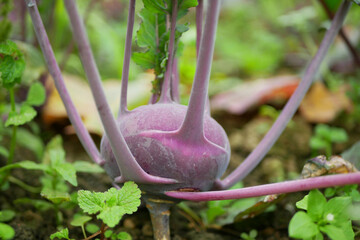 Kohlrabi bio red fresh harvest planting tuber detail weeds greenhouse foil field root crop turnip German white farm farming garden harvesting stem organic Brassica oleracea gongylodes Europe