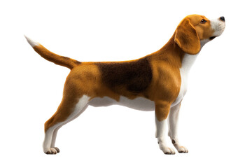 Beagle standing proudly with a joyful expression during daylight