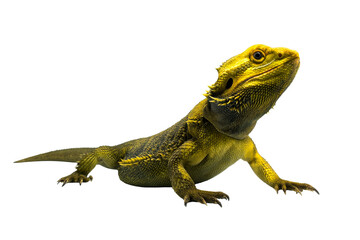 Obraz premium Colorful bearded dragon poses on transparent background